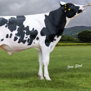 Denovo Rhapsody - Semen - Convencional - Sexado - Leite - Holandes