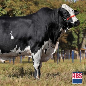 Ich Robo Butler - Semen - Convencional - Leite - Girolando 3/4