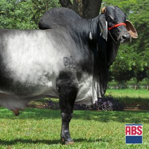 Tenor S - Semen - Convencional - Corte - Guzerá