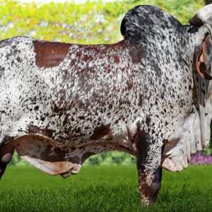 Valente Fiv F.mutum - Gir - Leiteiro - Sexado - Femea