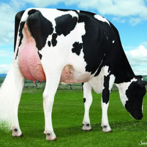 Winstar Mendel-P-ET SX F - Semen - Sexcel - Leite - Holandês