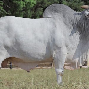 Zodiaco Fiv da Jacamim - Semen - Convencional - Corte - Nelore