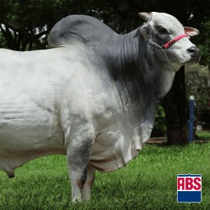 Comboio Fiv da S Nice - Semen - Convencional - Corte - Nelore