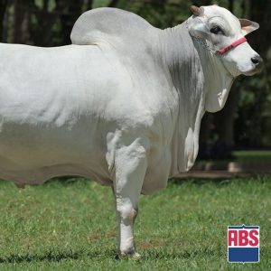 Dicke Sino - Semen - Convencional - Corte - Nelore