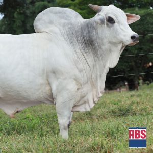 El Zorrero Sino - Semen - Convencional - Corte - Nelore