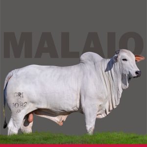 Malaio da S. Nice - Semen - Convencional - Nelore