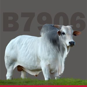 B7906 Fiv da S. Nice 29NE5228 Rgd Gri B7906 000413