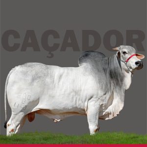 Cacador Fiv da Eao - Semen - Convencional - Nelore