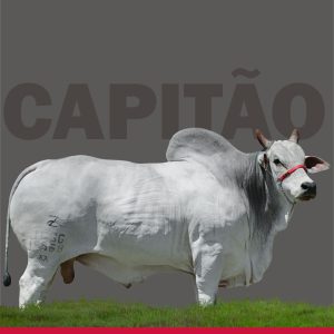 Capitao da Agua Fria - Semen - Convencional - Nelore
