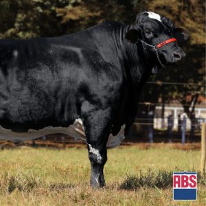 Ich Robber Canela - Semen - Sexado - Leite - Girolando 3/4