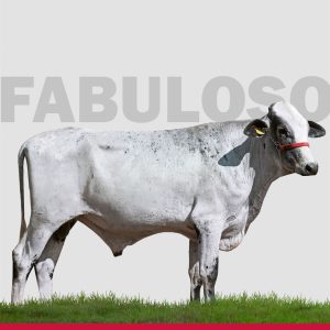 Fabuloso Revelacao Silver -Semen - Convencional - Girolando
