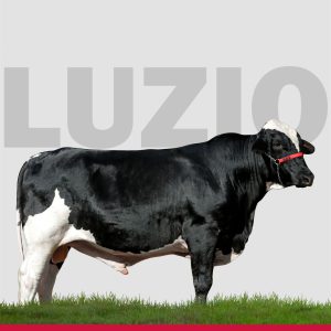 Luzio Eddie Da Xapetuba - Semen Sexado Femea - Girolando