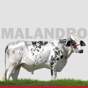 Malandro Fiv Robber Santa Luzia - Semen Convencional - Girolando