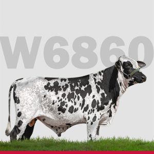 W6860 Figueira Rico - Semen - Convencional - Leite - Girolando 5/8