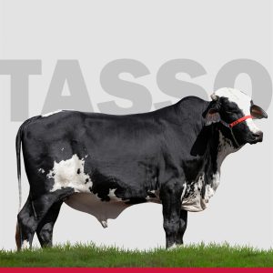 Tasso - Semen - Convencional - Girolando