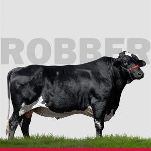 Robber Canela - Semen - Convencional - Girolando