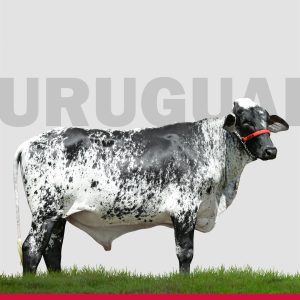 Uruguai da Pavana - Semen Sexado Femea - Girolando