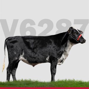 V6287 - Semen Convencional - Girolando