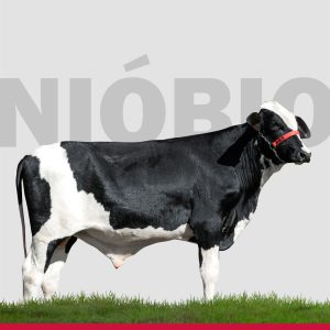 Niobio- Semen Convencional - Girolando