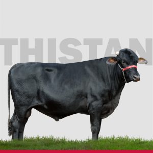 Thistan Ery Resgate - Semen Convencional - Girolando